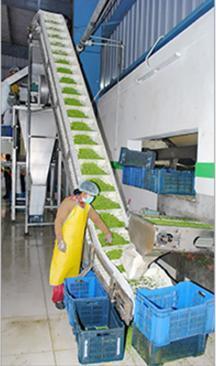 Pea Processing Machinery