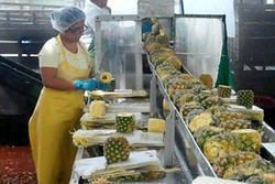 Buy Pineapple Processing Plant from Indian Manufacturer & Exporter.